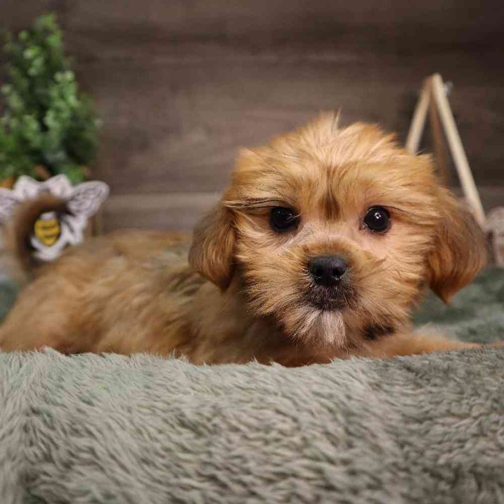 Female Shorkie Puppy for Sale in Blaine, MN