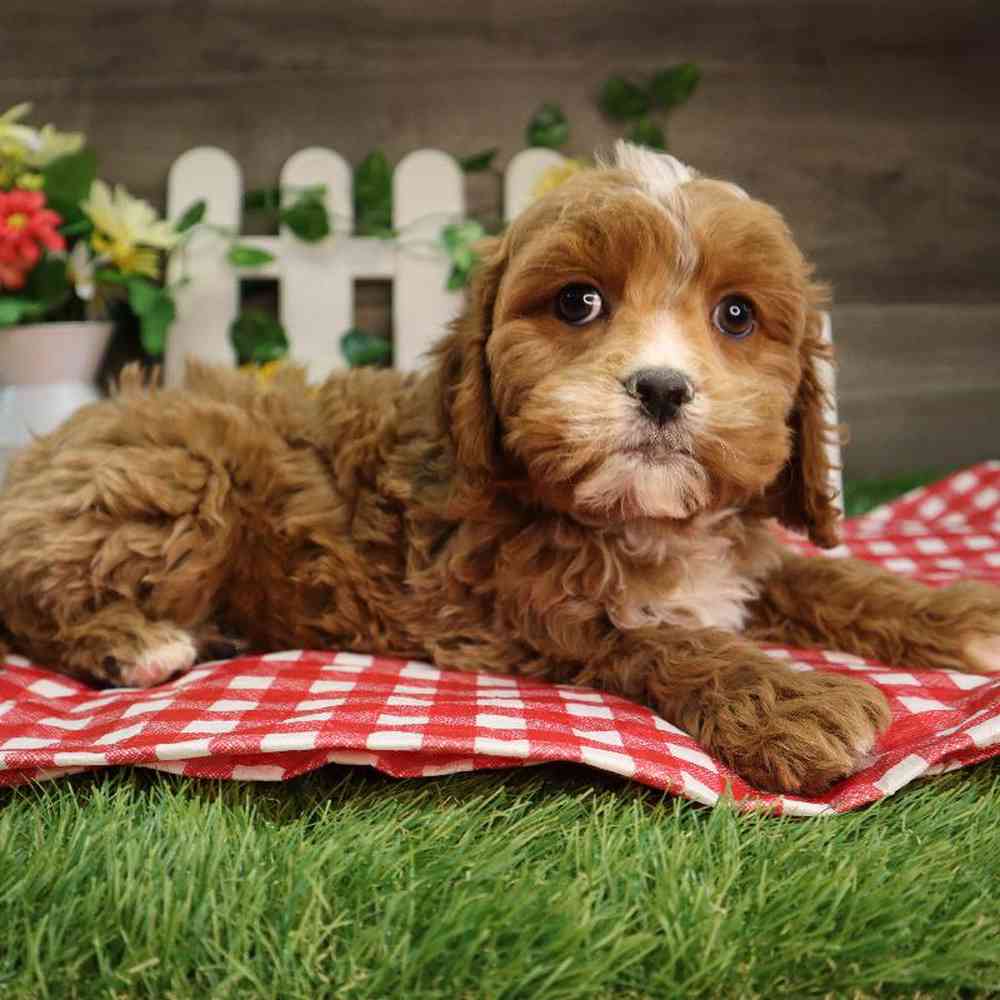 carousel pet images