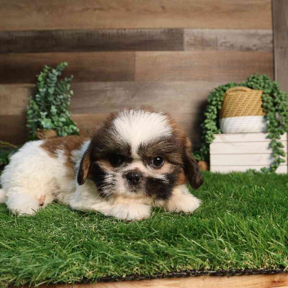 carousel pet images