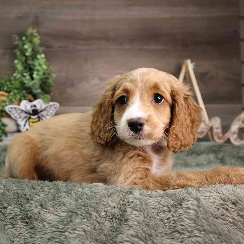 Female Cockapoo Puppy for Sale in Blaine, MN