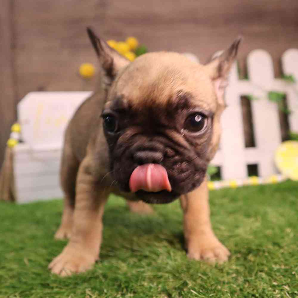 Female French Bulldog Puppy for Sale in Blaine, MN