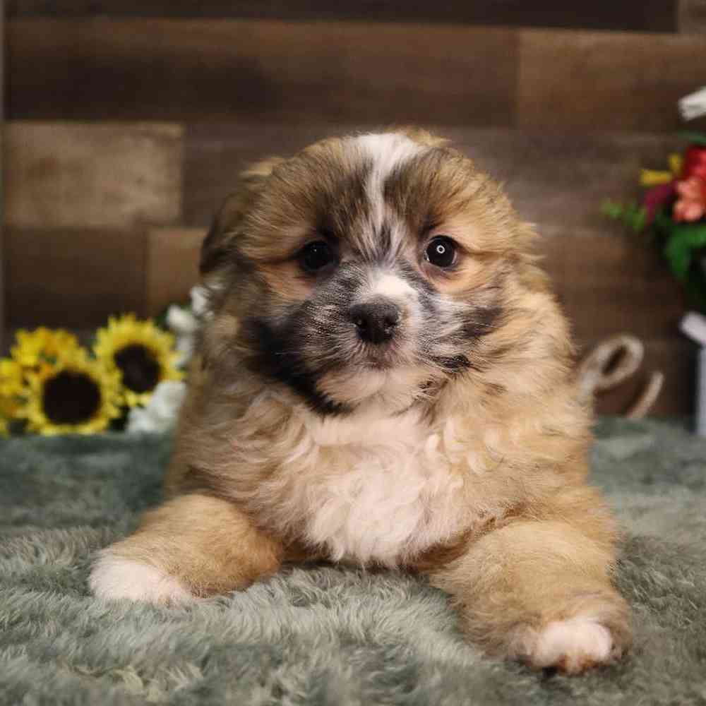 Male Pomshi Puppy for Sale in Blaine, MN