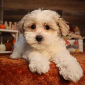 Bichon-Poodle-Maltese