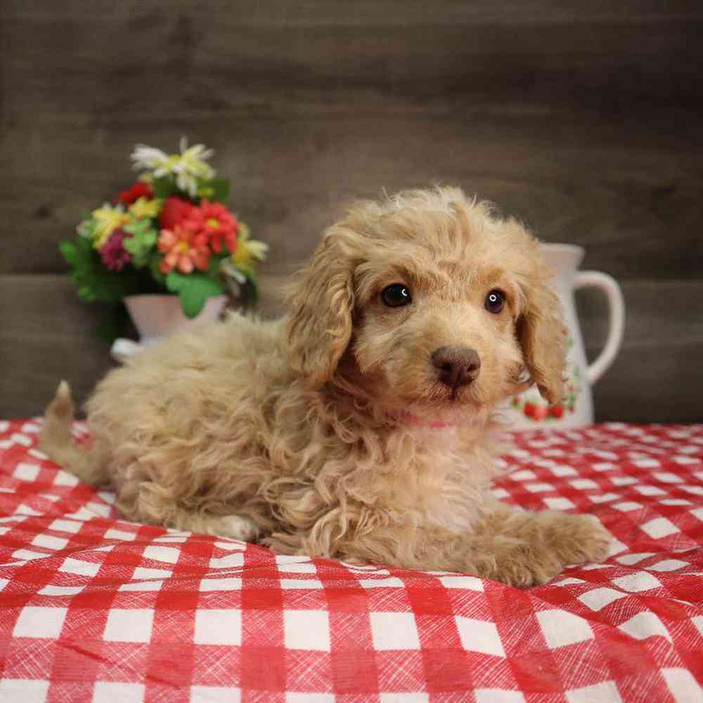 carousel pet images