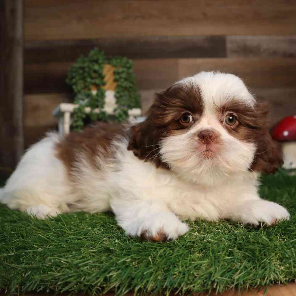 carousel pet images
