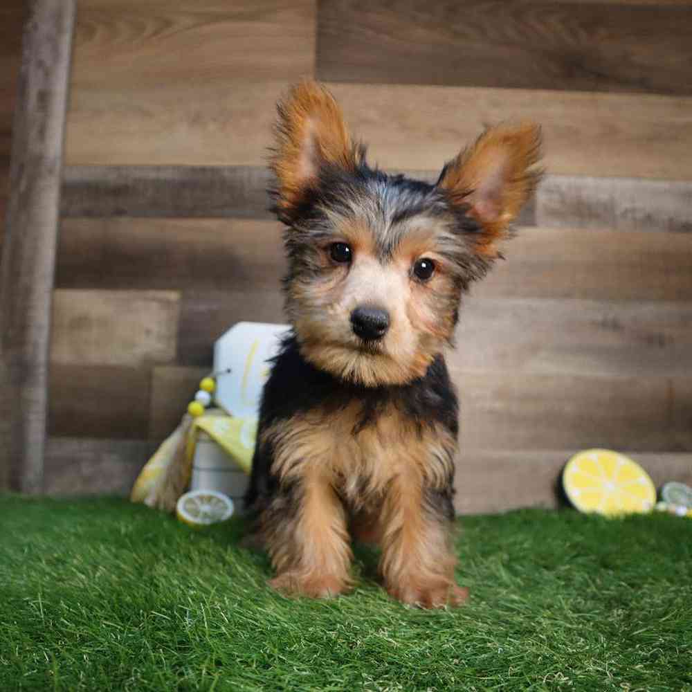 Male Yorkshire Terrier Puppy for Sale in Blaine, MN
