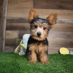 Yorkshire Terrier