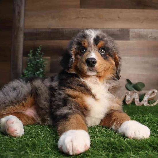 Remy
