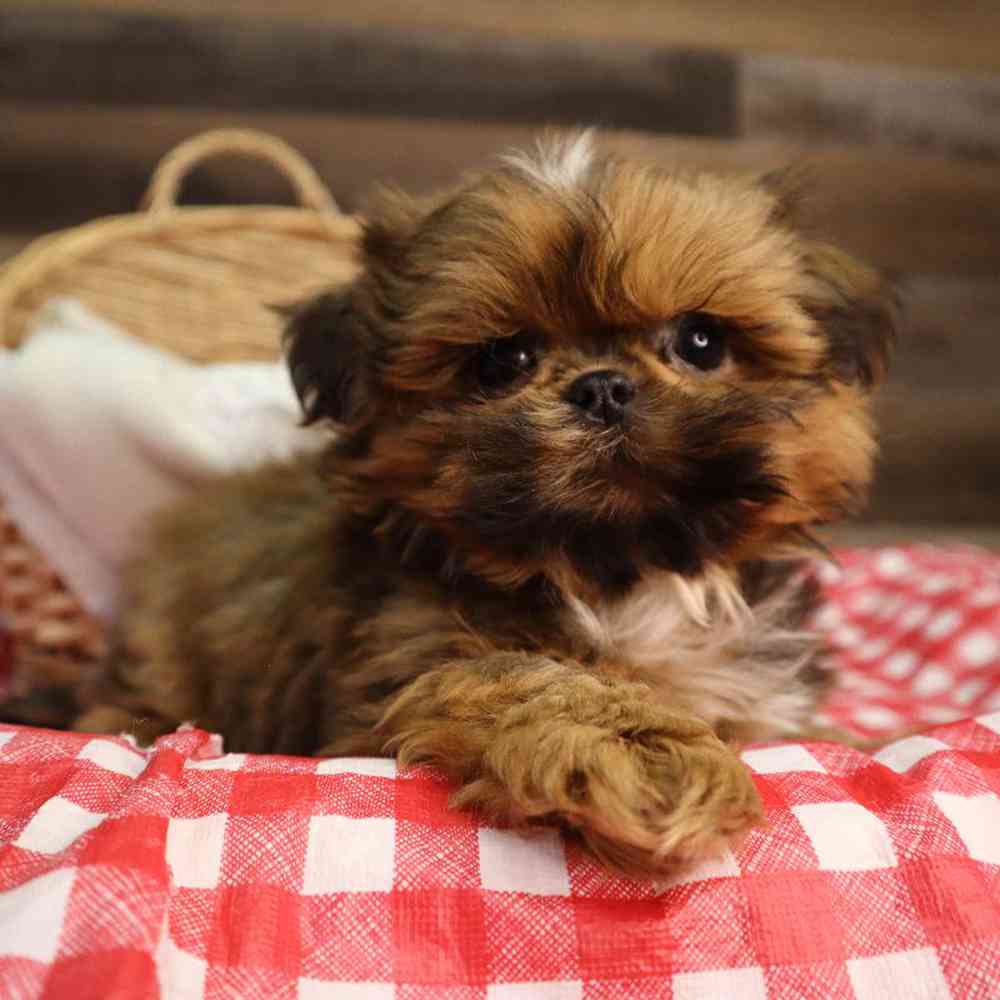 carousel pet images