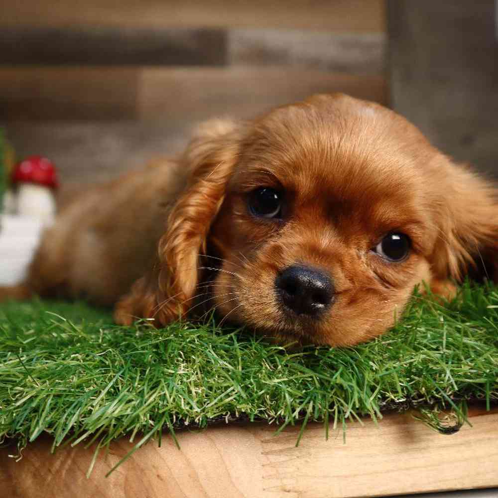 carousel pet images