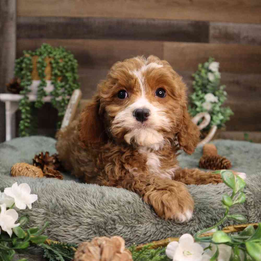 carousel pet images