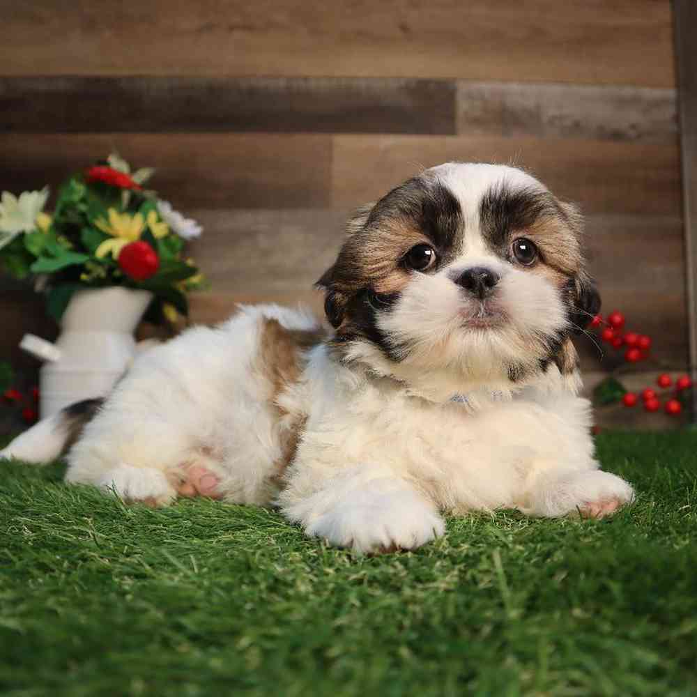 Image of a pet breed in the gallery