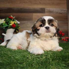 Shih Tzu