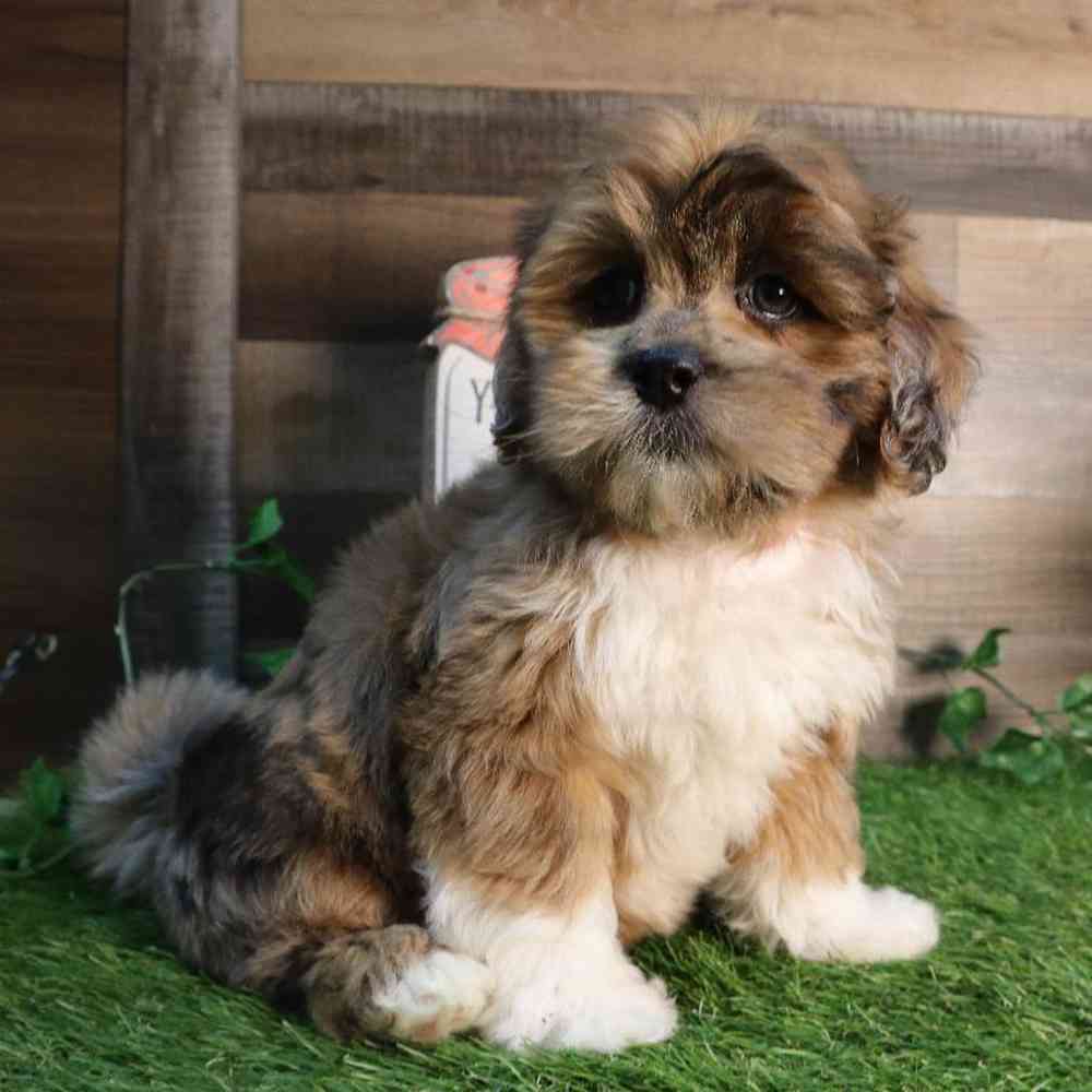carousel pet images
