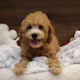 Mini Goldendoodle