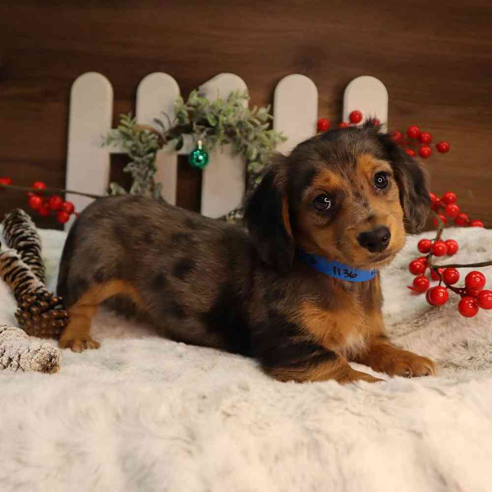 carousel pet images