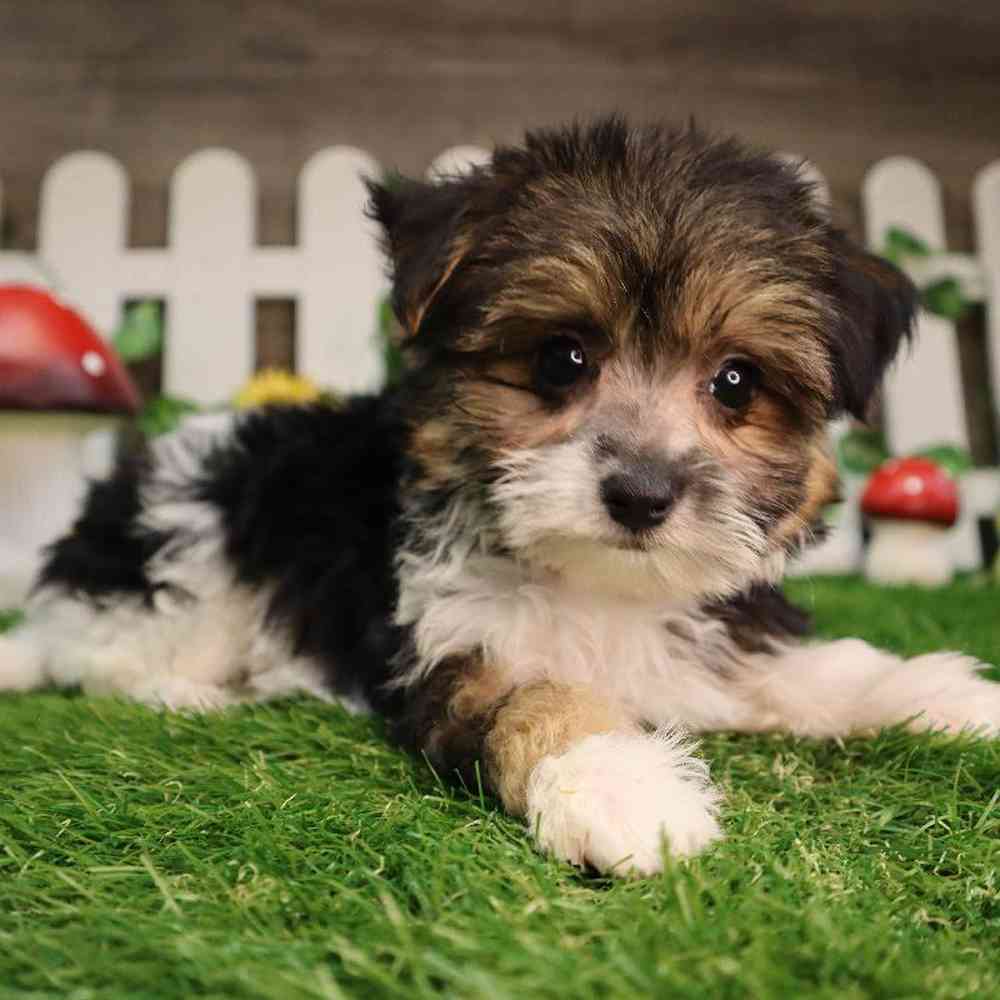 Female Morkie Puppy for Sale in Blaine, MN