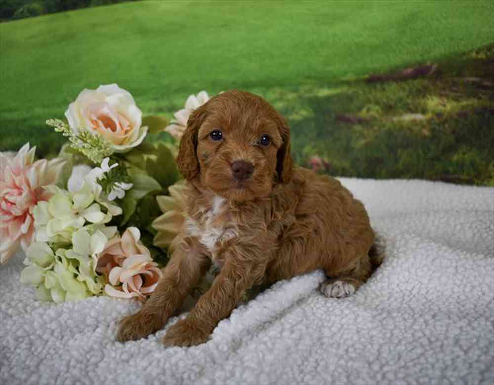 carousel pet images