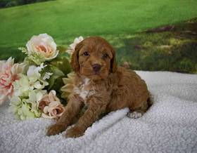 Cockapoo