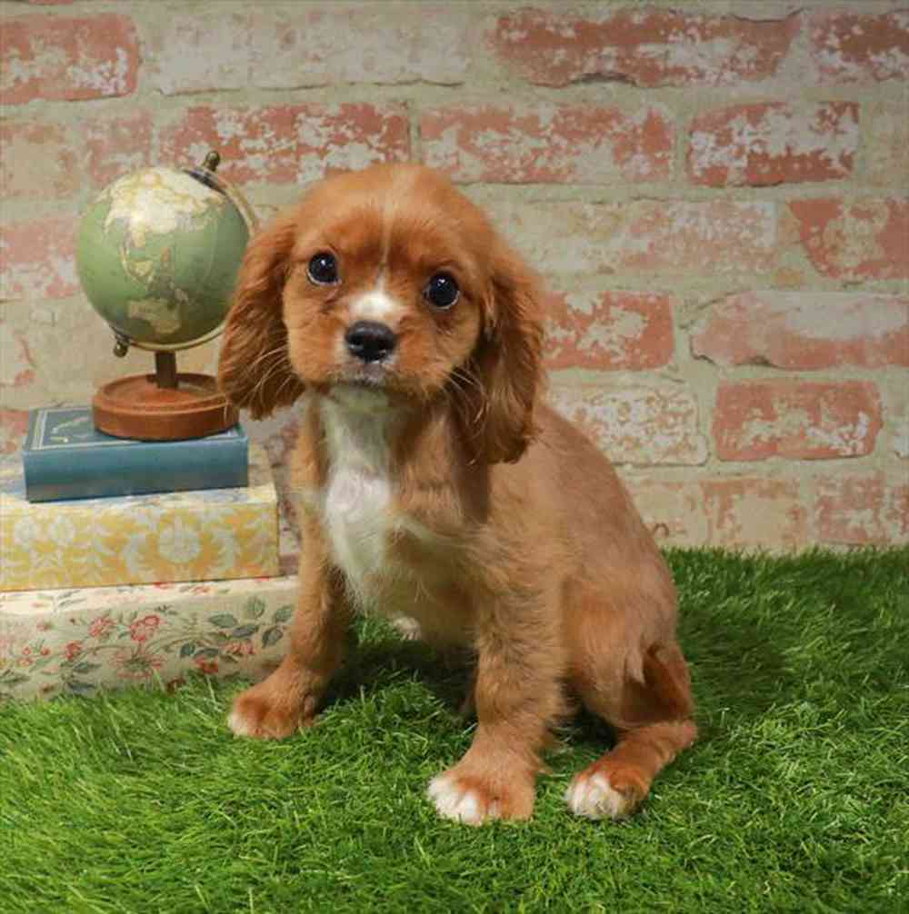 carousel pet images