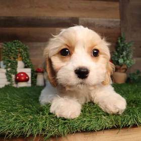 Cavachon