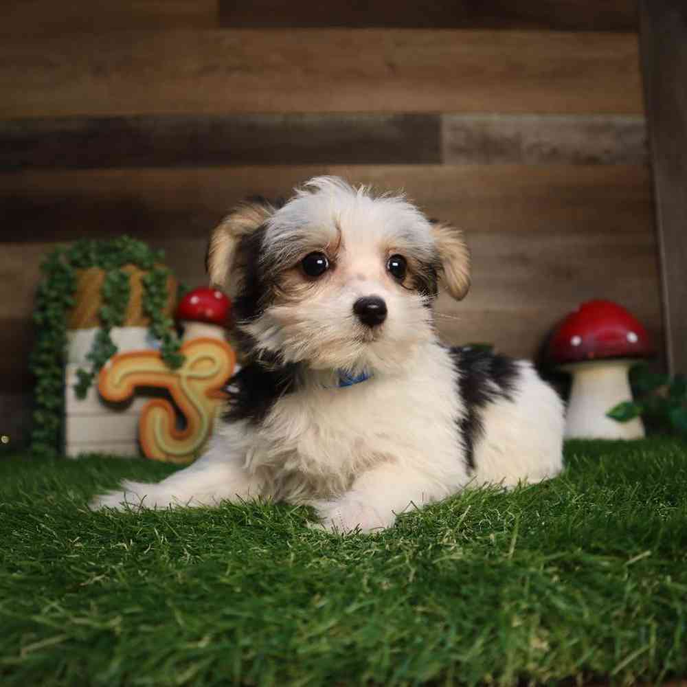 Male Morkie Puppy for Sale in Blaine, MN