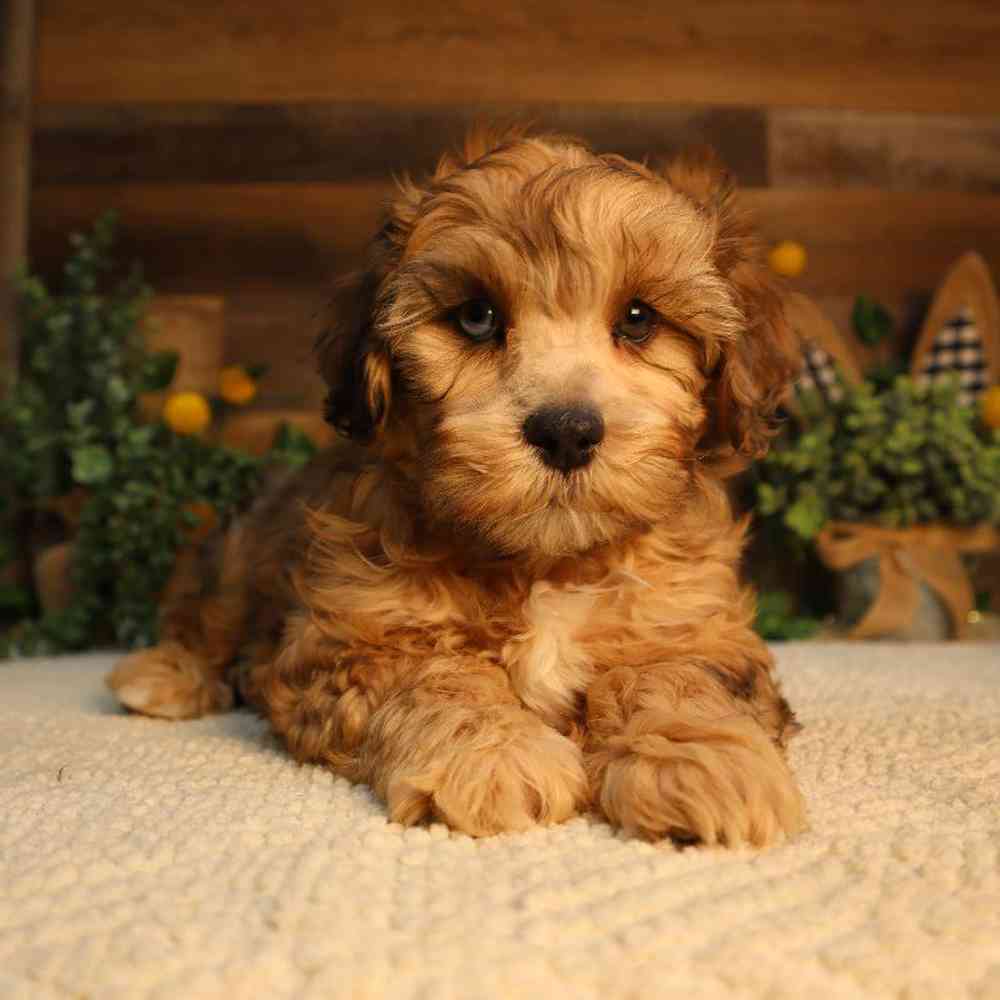 carousel pet images