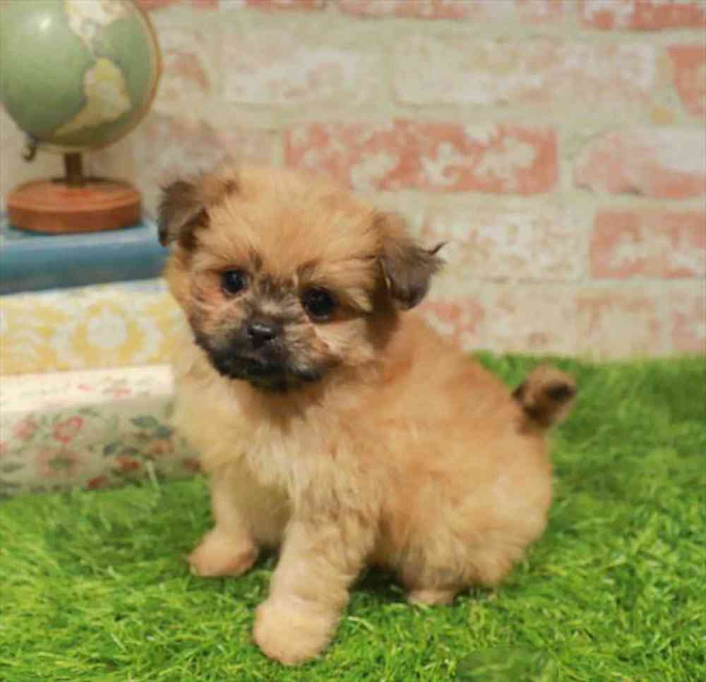 carousel pet images