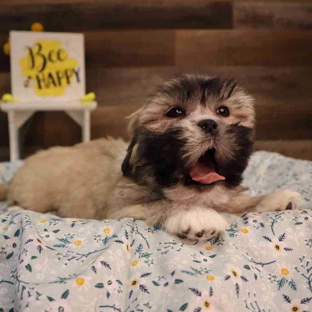 carousel pet images