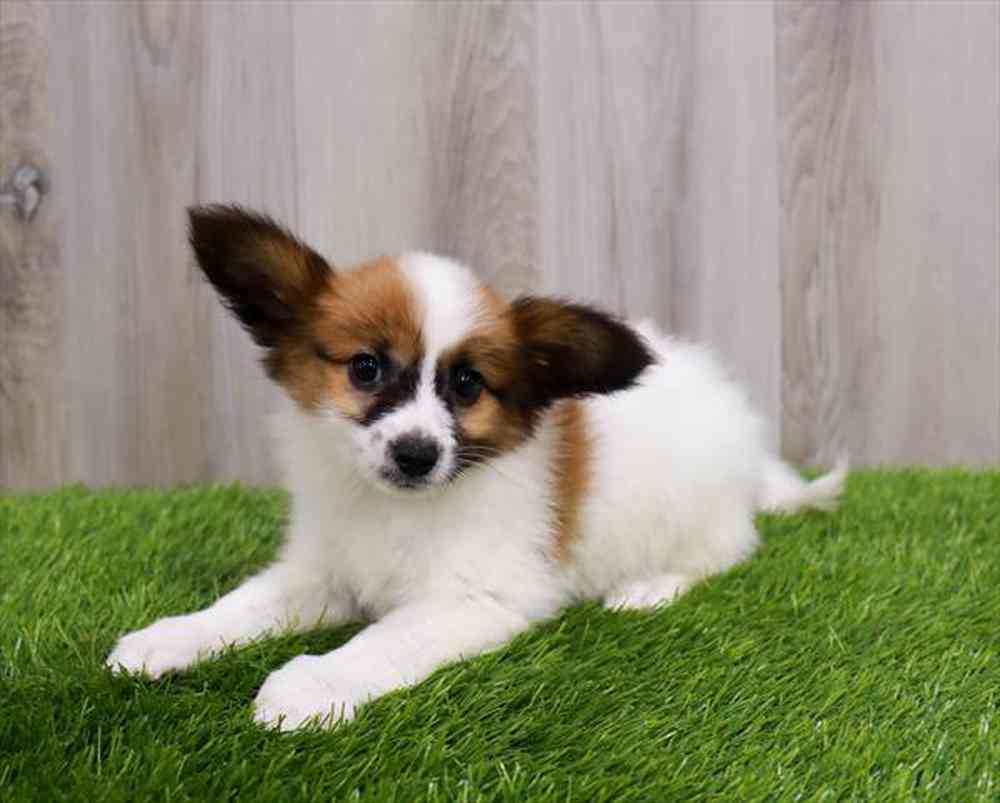 carousel pet images