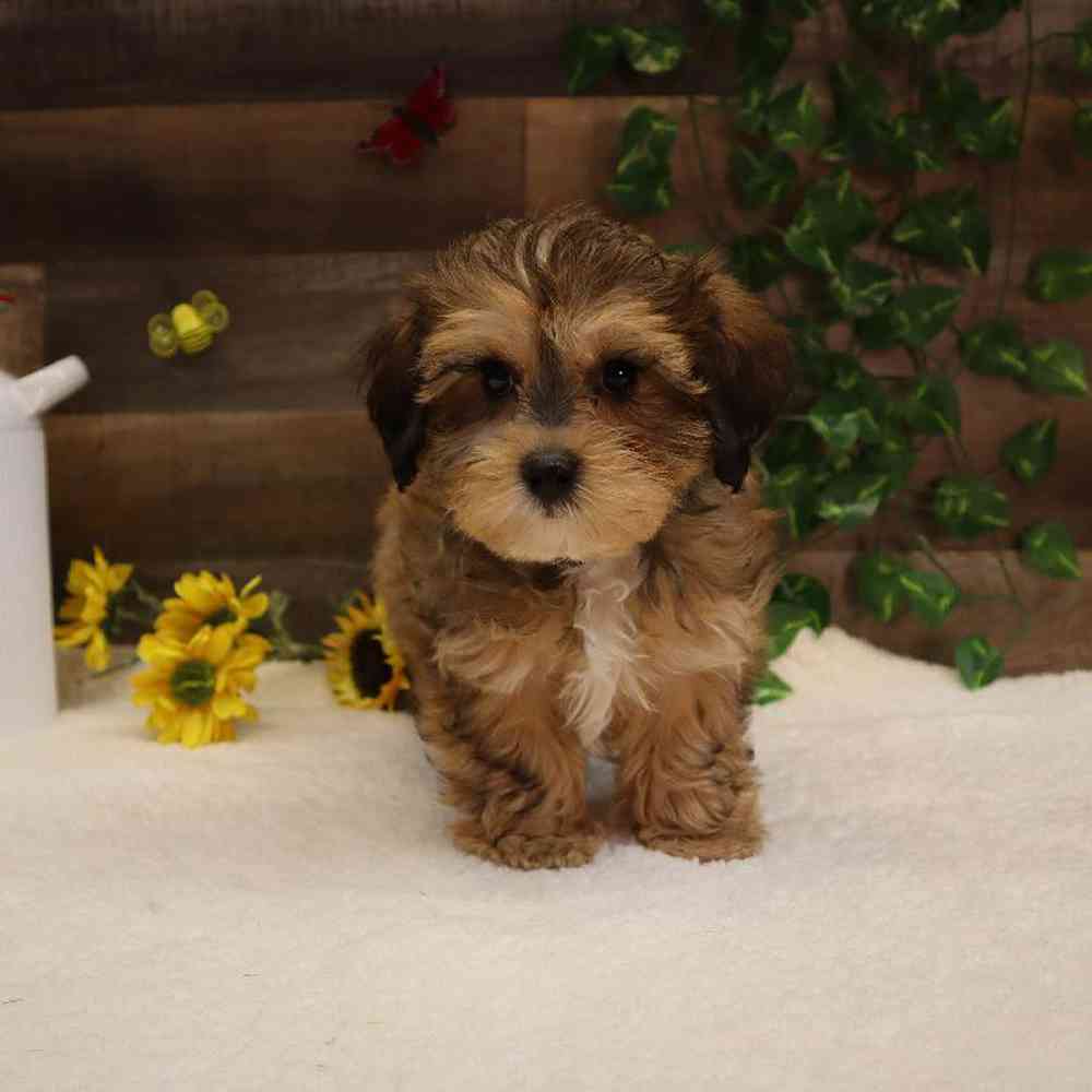 Male Yochon Puppy for sale