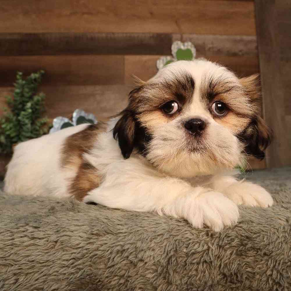 carousel pet images