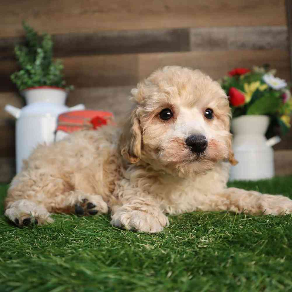 Male Mini Poodle Puppy for Sale in Blaine, MN