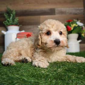Mini Poodle