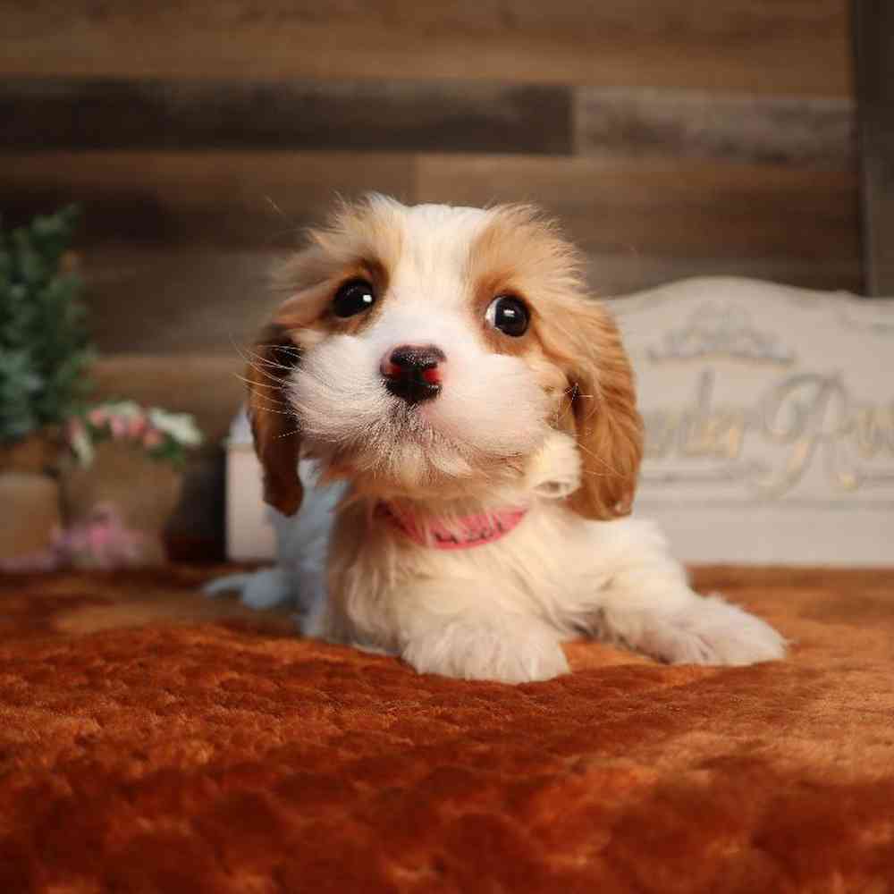 carousel pet images