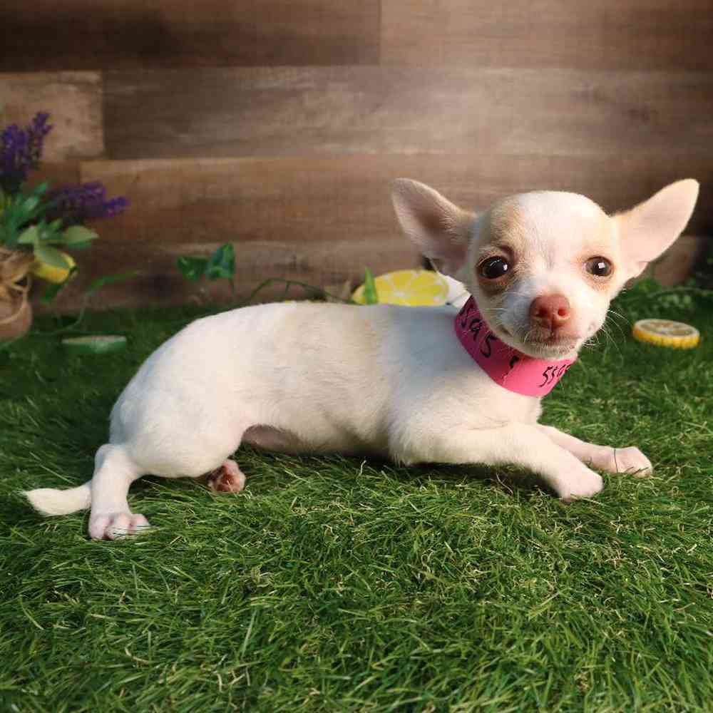 Female Chihuahua Puppy for Sale in Blaine, MN