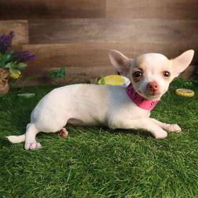 Chihuahua