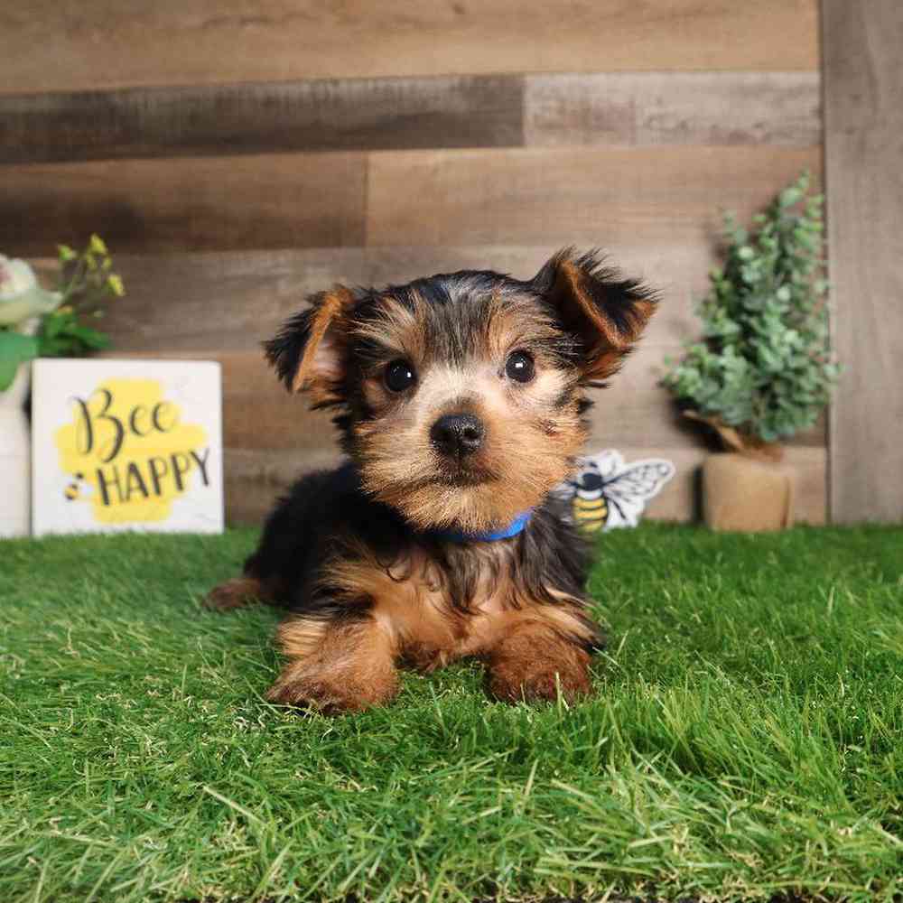 Male Yorkshire Terrier Puppy for Sale in Blaine, MN