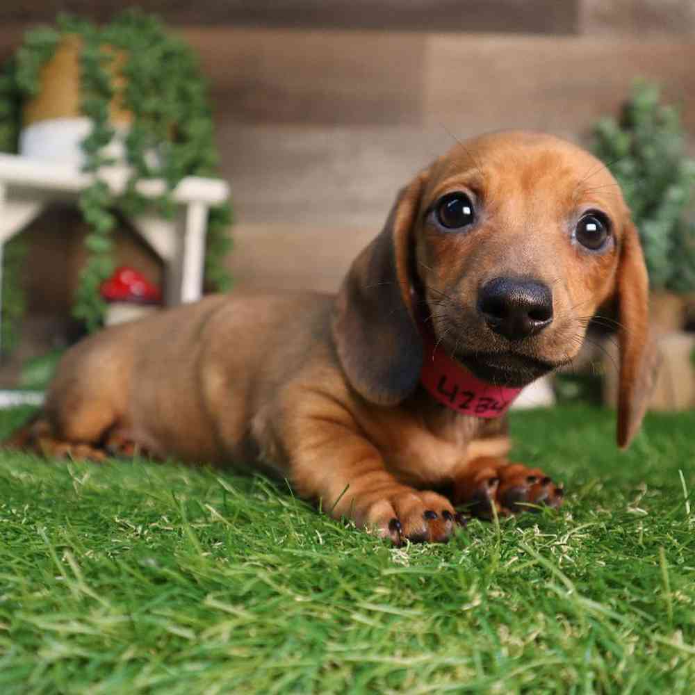 Female Dachshund Puppy for Sale in Blaine, MN