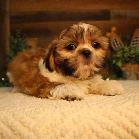 Shih Tzu