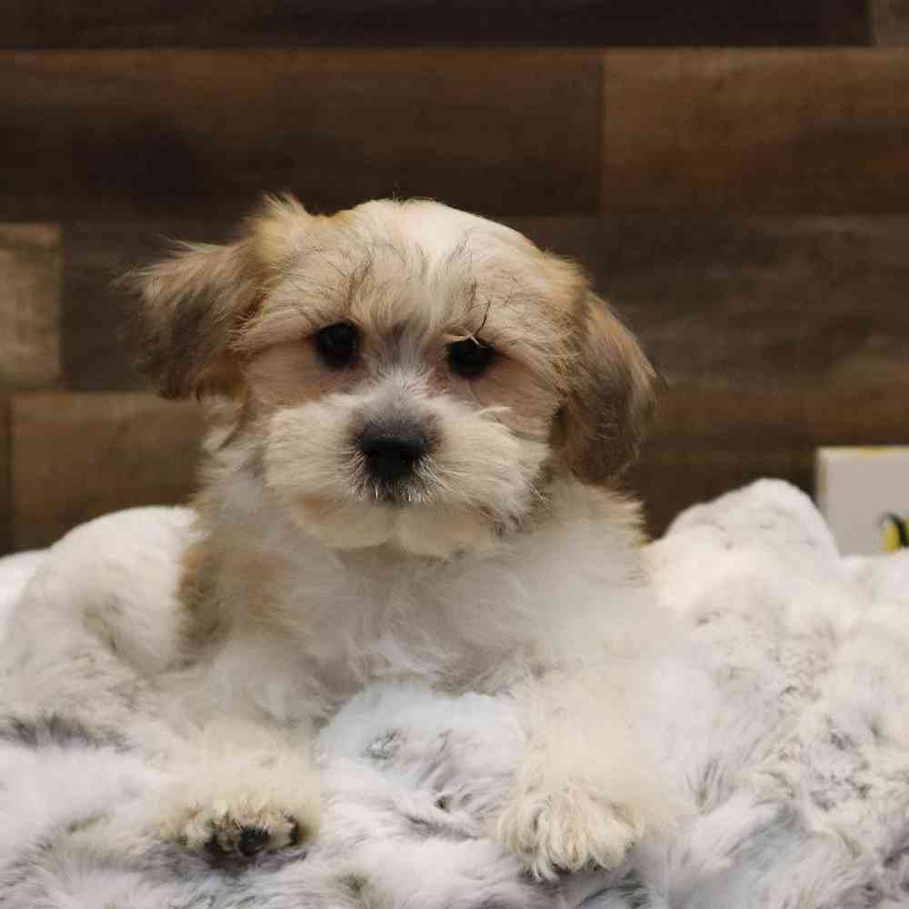 Male Teddy Yorkie Puppy for sale