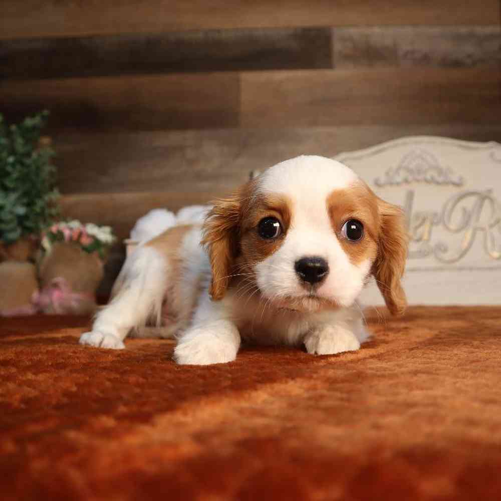 Male Cavalier King Charles Spaniel Puppy for Sale in Blaine, MN