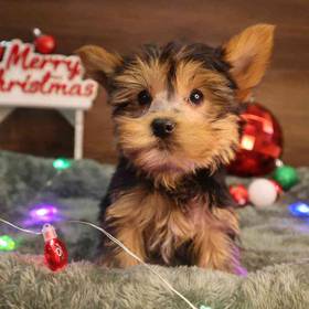 Yorkshire Terrier