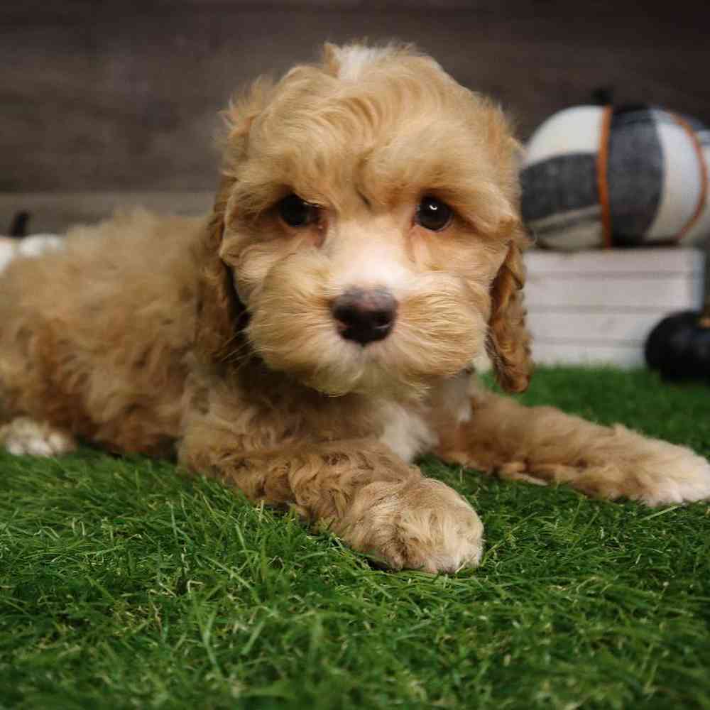 carousel pet images