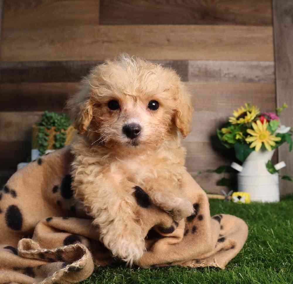 Image of a pet breed in the gallery