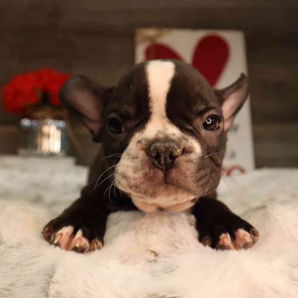 Male French Bulldog Puppy for Sale in Blaine, MN