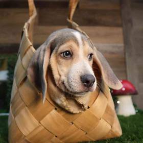 Beagle