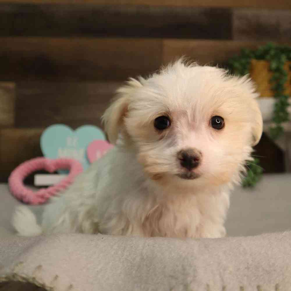 Female Maltese Puppy for Sale in Blaine, MN