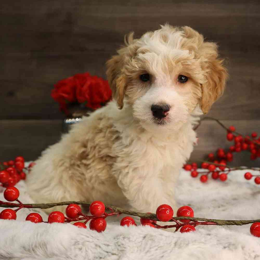 carousel pet images