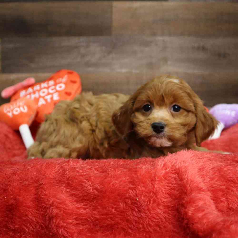 Female Cavapoo Puppy for Sale in Blaine, MN